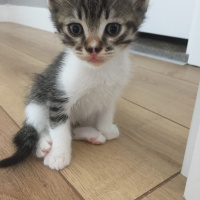 Tekir Kedi, Kedi  Bekir fotoğrafı