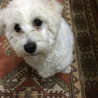 Maltese, Köpek  CEDRİC fotoğrafı