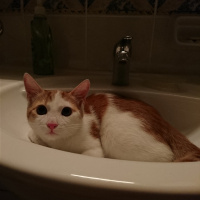 Tekir Kedi, Kedi  Fındık fotoğrafı