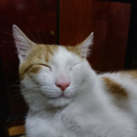 Tekir Kedi, Kedi  Fındık fotoğrafı