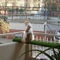 Tekir Kedi, Kedi  Fındık fotoğrafı