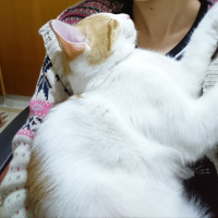 Tekir Kedi, Kedi  Fındık fotoğrafı