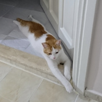 Tekir Kedi, Kedi  Fındık fotoğrafı