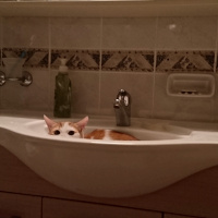 Tekir Kedi, Kedi  Fındık fotoğrafı