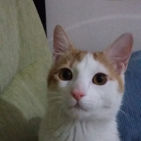 Tekir Kedi, Kedi  Fındık fotoğrafı