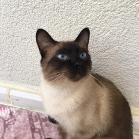 Siyam Kedisi, Kedi  bambam fotoğrafı