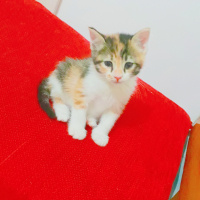 Tekir Kedi, Kedi  Güneş fotoğrafı