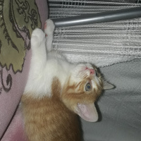 Tekir Kedi, Kedi  Güneş fotoğrafı