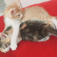 Tekir Kedi, Kedi  Güneş fotoğrafı