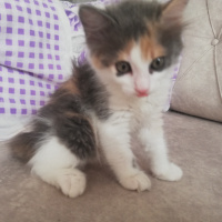 Tekir Kedi, Kedi  Porsuk fotoğrafı