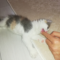Tekir Kedi, Kedi  Porsuk fotoğrafı