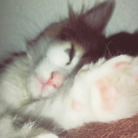 Tekir Kedi, Kedi  Porsuk fotoğrafı