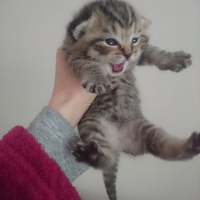 Scottish Fold, Kedi  fıstık fotoğrafı
