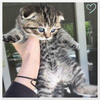 Scottish Fold, Kedi  fıstık fotoğrafı