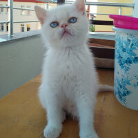 Exotic Shorthair, Kedi  Boncuk fotoğrafı