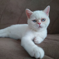 Exotic Shorthair, Kedi  Boncuk fotoğrafı