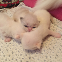 İran Kedisi (Persian), Kedi  Adsız fotoğrafı