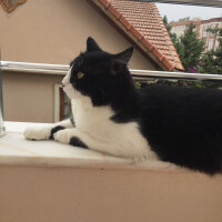 Tuxedo (Smokin) Kedi, Kedi  Eros fotoğrafı