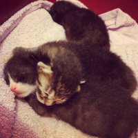 Tekir Kedi, Kedi  Yok fotoğrafı