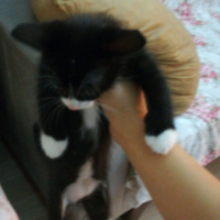 Tekir Kedi, Kedi  Yok fotoğrafı
