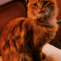 American Wirehair, Kedi  Bediş fotoğrafı