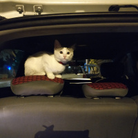 Ankara Kedisi, Kedi  PAMUK fotoğrafı