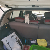 Ankara Kedisi, Kedi  PAMUK fotoğrafı