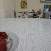 Ankara Kedisi, Kedi  PAMUK fotoğrafı
