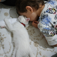 Ankara Kedisi, Kedi  PAMUK fotoğrafı