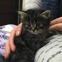 İran Kedisi (Persian), Kedi  sımarık ve şero fotoğrafı