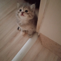 İran Kedisi (Persian), Kedi  sımarık ve şero fotoğrafı