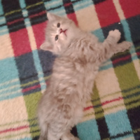 İran Kedisi (Persian), Kedi  sımarık ve şero fotoğrafı