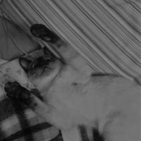 Siyam Kedisi, Kedi  ceku fotoğrafı