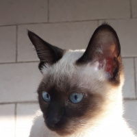 Siyam Kedisi, Kedi  ceku fotoğrafı