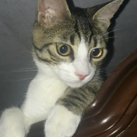 Tekir Kedi, Kedi  Osman fotoğrafı
