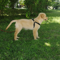 Golden Retriever, Köpek  Lucky fotoğrafı