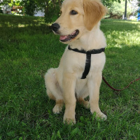 Golden Retriever, Köpek  Lucky fotoğrafı