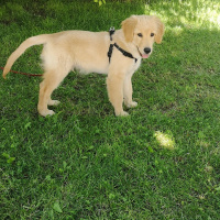 Golden Retriever, Köpek  Lucky fotoğrafı