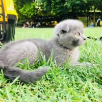 Scottish Fold, Kedi  ponçik fotoğrafı