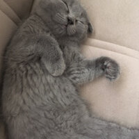 Scottish Fold, Kedi  ponçik fotoğrafı