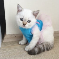 Scottish Fold, Kedi  ponçik fotoğrafı