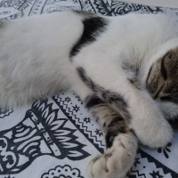 Tekir Kedi, Kedi  Lucy fotoğrafı