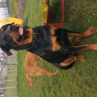 Rottweiler, Köpek  Roty fotoğrafı