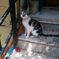 Tekir Kedi, Kedi  Badem(bodur bamya) fotoğrafı