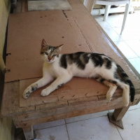 Tekir Kedi, Kedi  Badem(bodur bamya) fotoğrafı