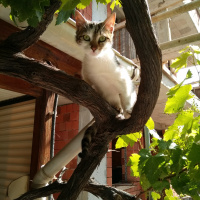 Tekir Kedi, Kedi  Badem(bodur bamya) fotoğrafı