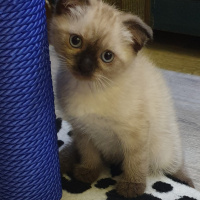 Siyam Kedisi, Kedi  Dünya fotoğrafı