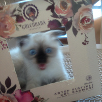 Siyam Kedisi, Kedi  Dünya fotoğrafı