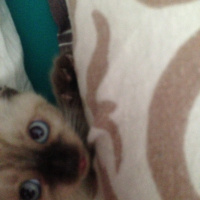 Siyam Kedisi, Kedi  Dünya fotoğrafı