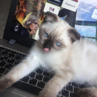 Siyam Kedisi, Kedi  Dünya fotoğrafı